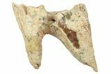 Fossil Primitive Rhinoceros (Cadurcotherium) Molar - France #155089-1